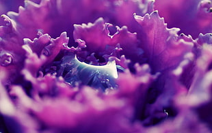 red flower closeup photography